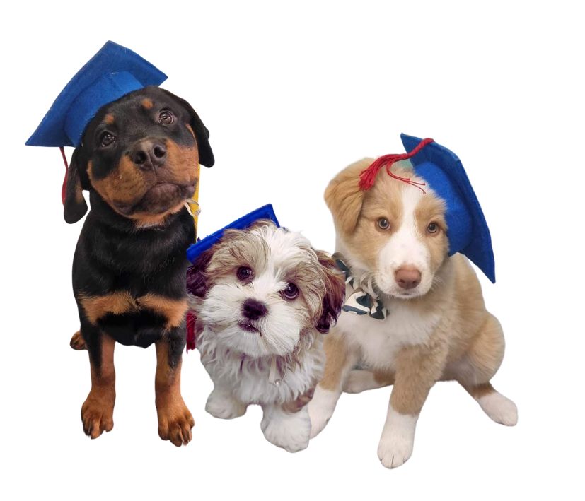 Puppy school Graduates